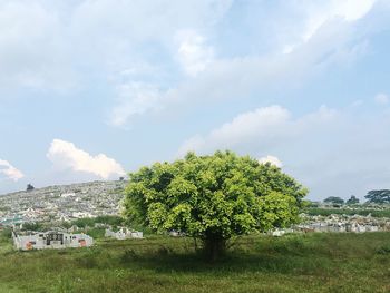 Trees on field against sky