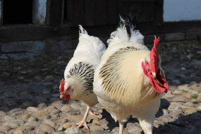 Close-up of rooster