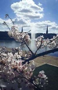 View of cherry blossom tree in city