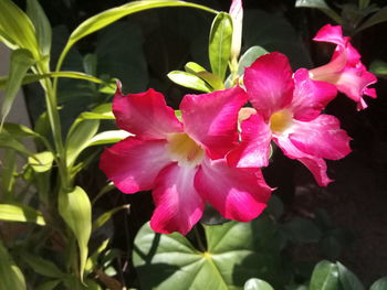 Close-up of pink flowering plant