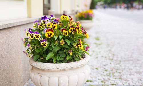 Close-up of potted plant