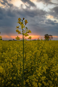 Scenic view of field against sky during sunset