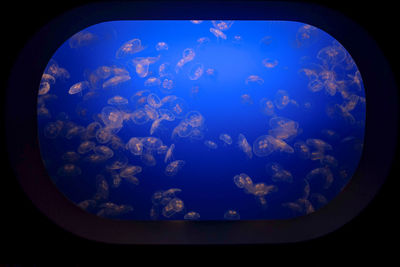 Aerial view of fish swimming in aquarium