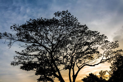 Low angle view of silhouette tree against sky during sunset