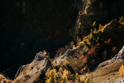 Rock formations in forest