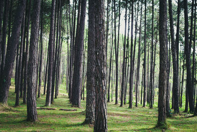 View of trees in forest