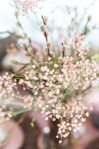 Close-up of cherry blossoms in spring