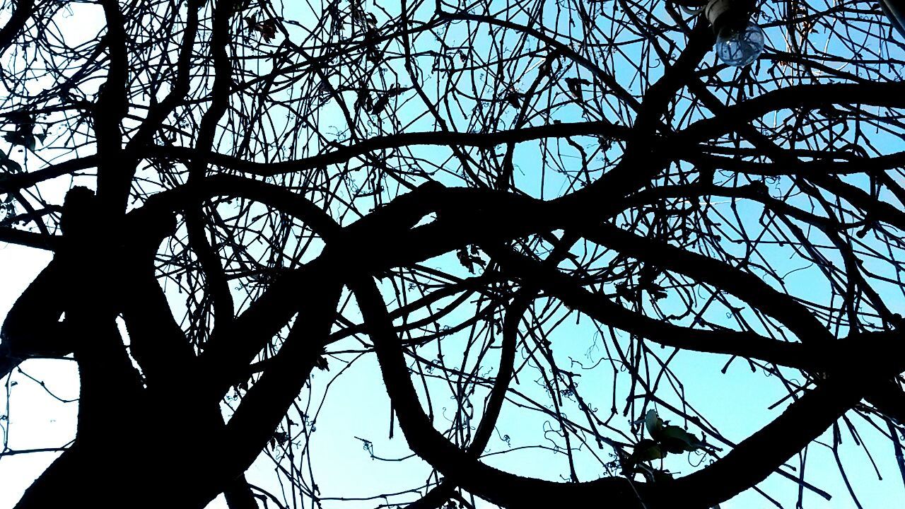 low angle view, silhouette, branch, tree, bare tree, sky, clear sky, nature, tree trunk, outdoors, part of, no people, day, growth, tranquility, dusk, beauty in nature, outline, sunset, sunlight