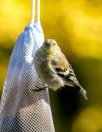 Golden finch poses as he clings to a thistle bag of seed