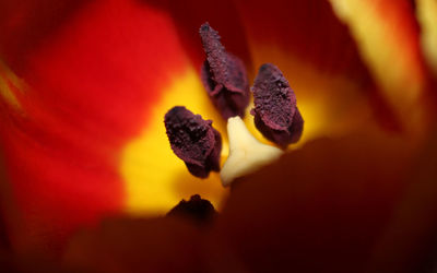 Close-up of yellow flower blooming outdoors