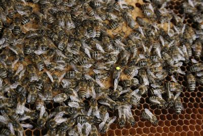 Close-up of bees