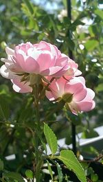 Close-up of pink flowers against sky