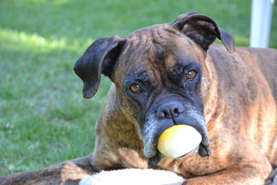 Portrait of dog with ball in mouth