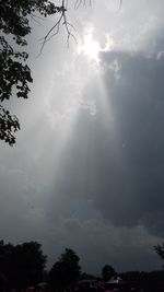 Low angle view of trees against sky