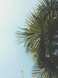 Low angle view of palm trees