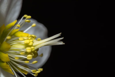 Close-up of flower over black background