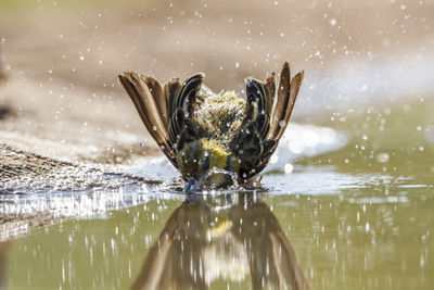 Village weaver