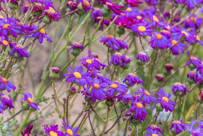 Close-up of purple flowering plants on field