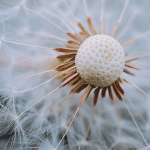 Close-up of dandelion on plant