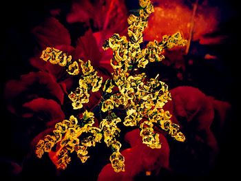 Close-up of flowers against blurred background