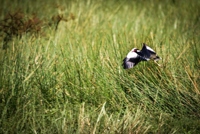 View of a bird on grass