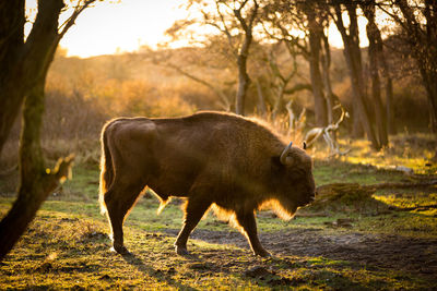 Side view of bison in forest