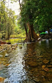 Scenic view of river flowing in forest