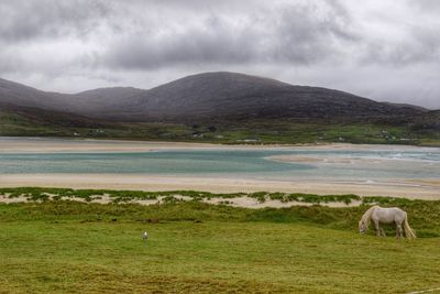 White horse of luskentyre