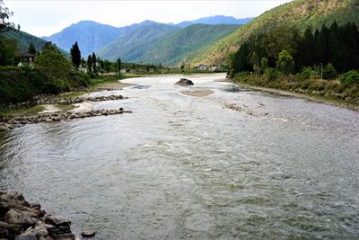 Scenic view of river amidst trees against sky