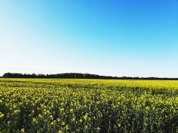 Scenic view of agricultural field against clear sky