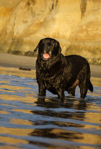 Black dog sitting by water