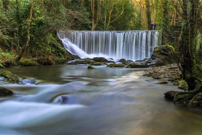 Scenic view of waterfall in forest