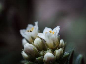 Close-up of flowering plant