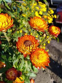 Close-up of yellow flowers blooming outdoors