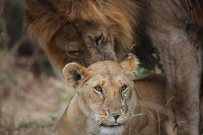 Close-up of male and female lion