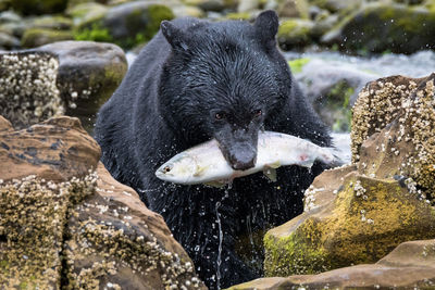  view of bear fishing in water