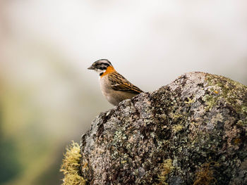 Close-up of bird perching