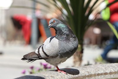 Close-up of pigeon perching