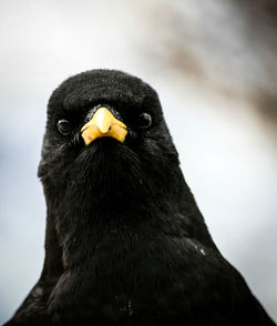 Portrait of bird against sky