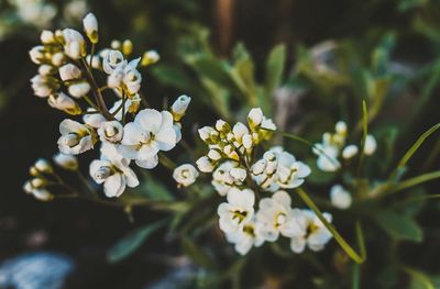 Close-up of white flowers