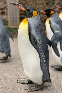 Close up of two penguins 