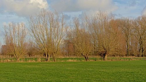 Bare trees on field against sky