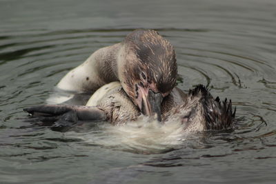 Ducks swimming in lake