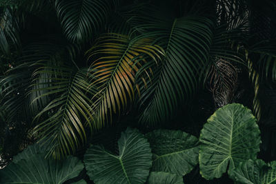 Full frame shot of palm leaves