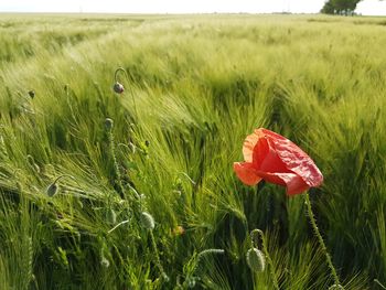 Close-up of poppy blooming in field