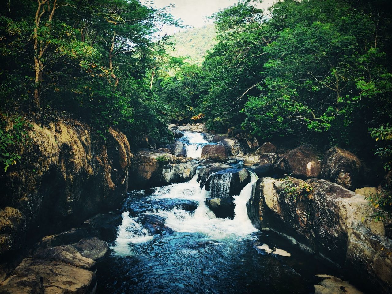 water, tree, forest, stream, beauty in nature, river, flowing water, scenics, nature, tranquility, flowing, tranquil scene, rock - object, waterfront, growth, motion, waterfall, idyllic, green color, outdoors