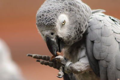 Close-up of a bird