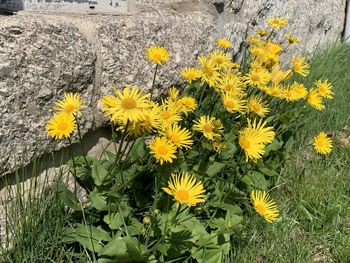 High angle view of yellow flowering plant on field