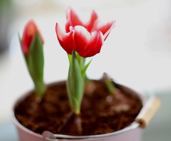 Close-up of red tulip in bowl