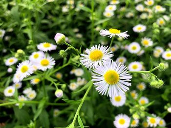 Close-up of white daisy flowers on field